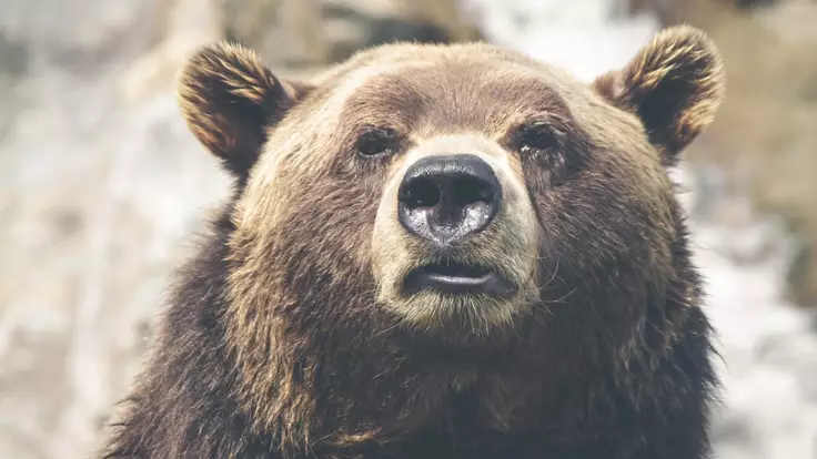 Продажа животных за долги: в Минюсте объяснили, что будет со львами и медведями