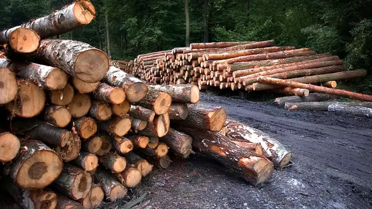 Экспорт леса из Украины это преступление, которое приведет к плохим последствиям - Ляшко