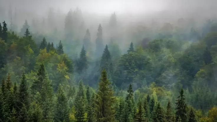 Миллиард деревьев за три года: чиновник раскрыл детали "Большой лесной стройки"