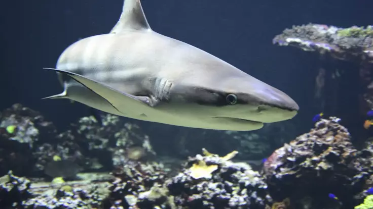 В Єгипті акула напала на туристів з України: подробиці кривавого інциденту