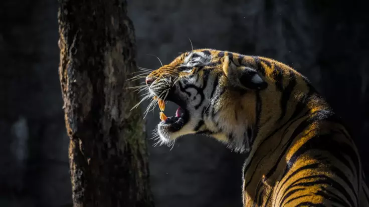 Тигр загрыз человека в зоопарке: новые подробности ужасной трагедии